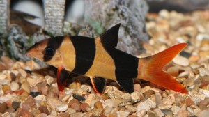 Clown Loach Fish