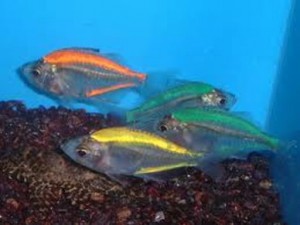 BKG-Painted-Glassfish1-300x225