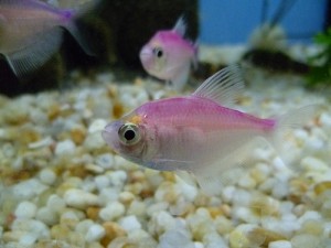 BKG-Tetra-Albino-Painted-300x225