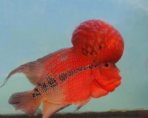 Bangkok-Flowerhorn