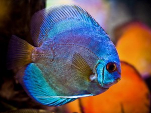 Blue-Discus-Fish-Facing-Right-300x226