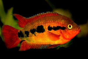 Cichlid-Fish-2-300x202