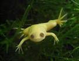 HKG-Frog-Albino-Dwarf