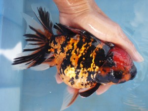 HKG-Goldfish-Oranda-Zebra-300x225