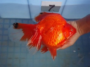 HKG-Goldfish-Ryukin-Red-Broad-tail-300x225