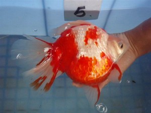 HKG-Goldfish-Ryukin-Red-White-Broad-tail-2-300x225