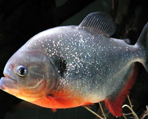 HKG-Piranha-Redbelly-Adult-300x240