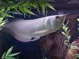 IND-Arowana-Silver