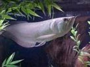 IND-Arowana-Silver1-300x225