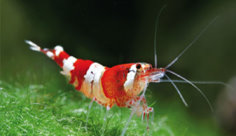 IND-Shrimp-4450-Red-Crystal