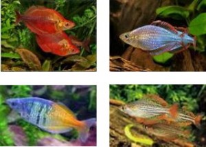 Rainbow-Fish-4-types-300x215