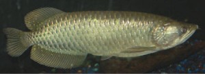 SIN-Arowana-Pearl-300x108