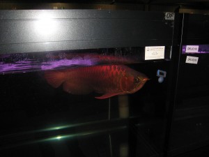 SIN-Arowana-Red-300x225