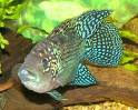 SIN-Cichlid-Jack-Dempsey