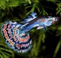 SIN-Guppy-Blue-Varigated