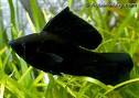 SIN-Molly-Black-Sailfin