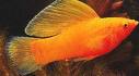 SIN-Molly-Gold-Sailfin