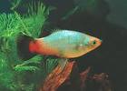 SIN-Platy-Rainbow