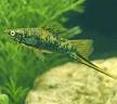 SIN-Swordtail-Marble