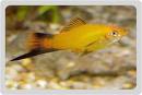 SIN-Swordtail-Marigold-Wag