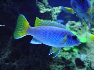 TAI-AC-0325-Pseudotropheus-ACEI-300x225