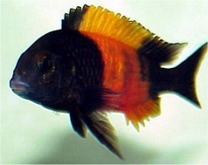 TAI-AC-0678-Tropheus-Moorii-bemba-300x238