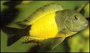 TAI-AC-0687-Tropheus-Moorii-Ikola-300x177