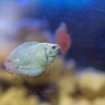 gourami