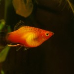 platy red wag